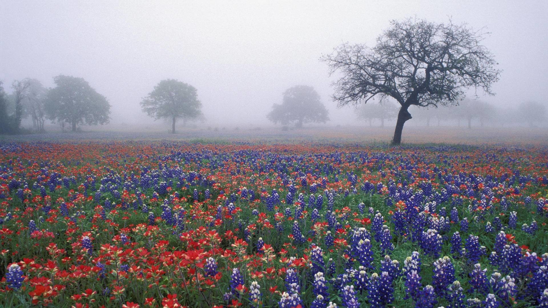 Texas Bluebonnets image